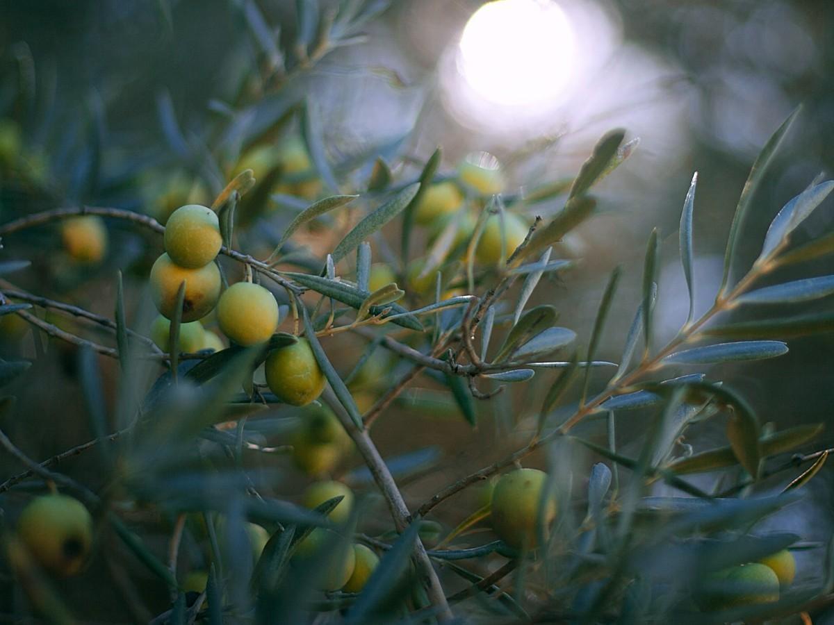 foglie di olivo