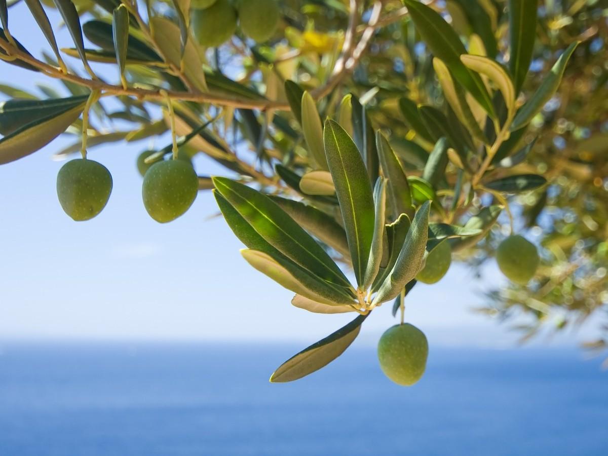 olio frutti e tanto altro scopriamo i benefici dellolivo e delle sue foglie per la salute e lambiente